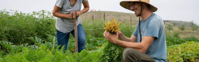 From seed to fork: building better food systems through impact investing