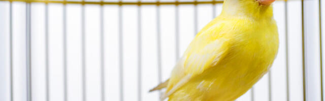 Canadian election databases use "canary traps"—and they work