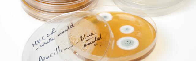 In 1928, Scottish bacteriologist Alexander Fleming returned from holiday to a stack of staphylococcus plates, noticed a blue-green mould had cleared a halo through the bacteria, and gave the leaking compound a name that would change medicine: penicillin
