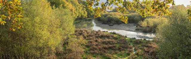 New Rewilding Fund awards £100k to large-scale rewilding projects