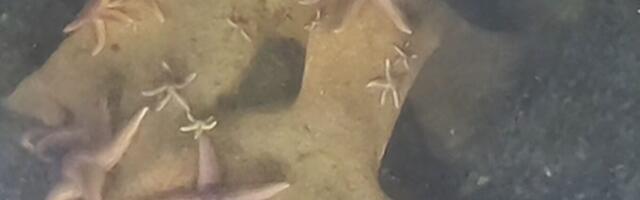Sunken World War II Debris Has Become Surprisingly Useful for Sea Creatures