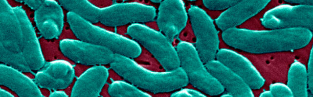 Flesh-eating bacteria devour man's arm and leg in just three days