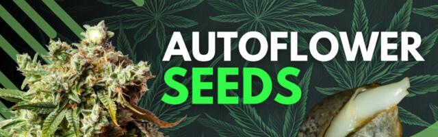 Best Autoflower Seeds: Top High Yielding Autoflowering Weed Seeds in 2024