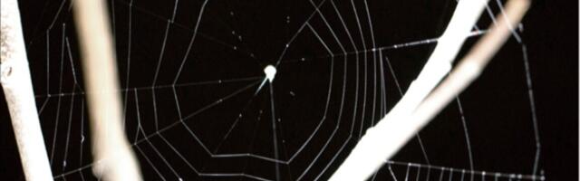 These spiders listen for prey before hurling webs like slingshots