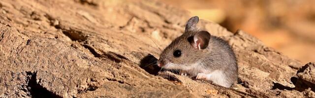Polymarket Spreads Sensationalist Garbage About Hantavirus Case in U.S.