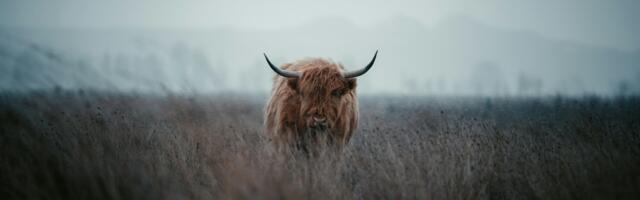 Watch Out For XRP and Solana as Price Action Flashes Bullish Signals, Analyst Says