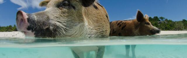 XSights secures US interest in its animal welfare tech