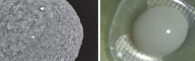 Swiss lab where researchers are working to create computers powered by mini human brains revealed in new report — mini brain organoids revealed, developers say 'we shouldn't be scared of them'