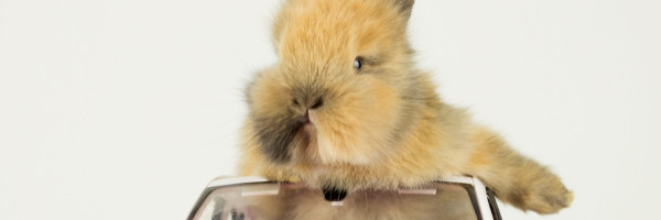 Google updates Maps with more COVID info and finally launches its Assistant driving mode