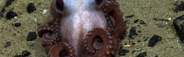 Trump Just Screwed the Atlantic’s Only Marine Monument