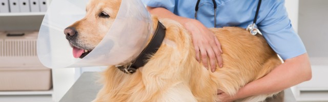 Pet insurance: Why startups are winning