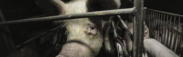 Europe might abandon its animal welfare revolution