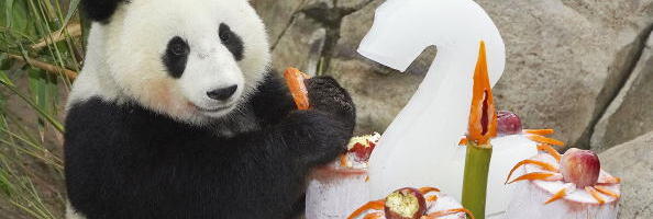 Surprise! Giant pandas may return to San Diego