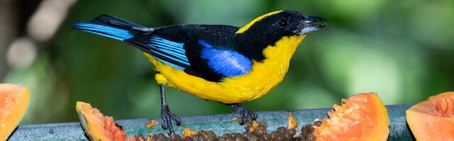 ¿Por qué miles de personas viajan a un país para ver sus aves?