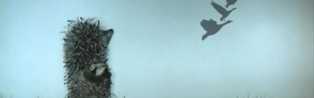 Мы останемся без глобальной сети, или когда настанет Сплитернет?