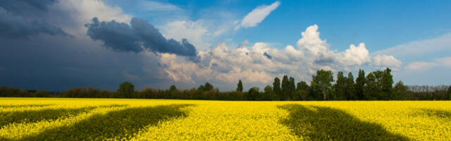 Safe Harbour for Ukraine, something you can do to help in Ireland