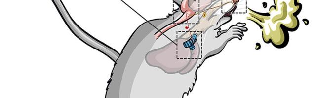 How the Brain Separates Sneezing From Coughing, According to Mice