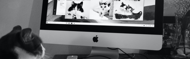 Even pets are learning online over lockdown