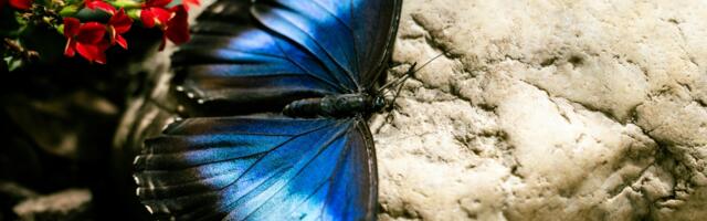 The Tribe You Need for Digital Transformation