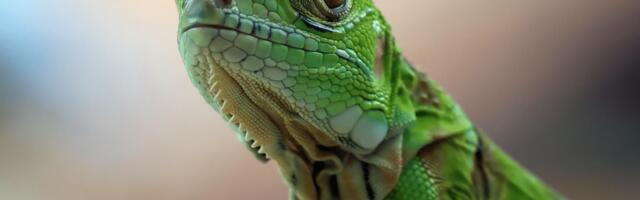 Adapting to Survive: Why 2024 should be the year of the “iguana investor”