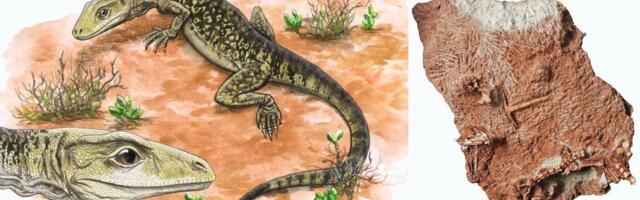 Lizards and snakes are 35 million years older than we thought