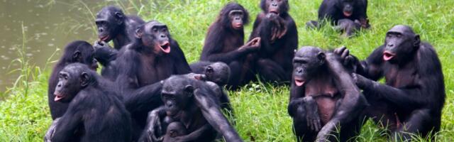 Bonobos and chimps offer clues to how our early ancestors had sex for social purposes