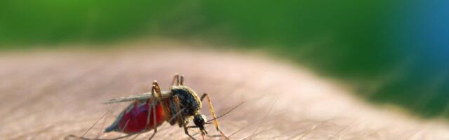 I Found the Best Way to Stop Mosquitos This Summer, and It's Not a Spray or Candle