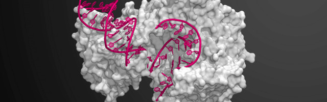 Lithuania’s Biomatter Designs raises €500k to develop AI for Generative Protein Design