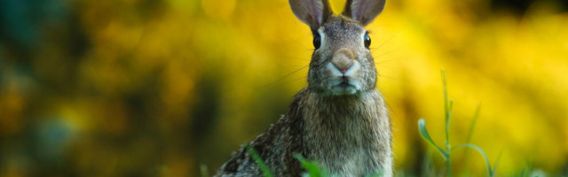 Researchers used AI to determine which overlooked animals could host a new coronavirus