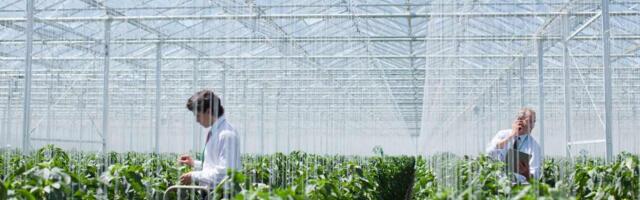 Plense Technologies, the Delft-based agtech startup “listening” to plants, ceases operations: Know more