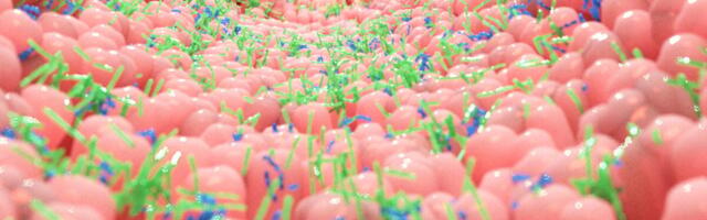 Newly Discovered Gut ‘Sense’ Could Change How We Think About Hunger and Health