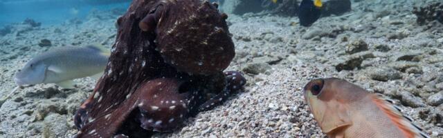 Octopuses Like to Punch Their Fishy Hunting Buddies, New Study Reveals