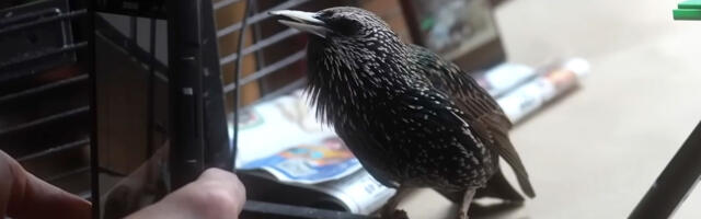 Yes, you can store data on a bird — enthusiast converts PNG to bird-shaped waveform, teaches young starling to recall file at up to 2MB/s