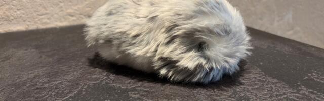 72 hours with Casio’s AI-powered Moflin pet - my dog hates it, my wife hates it, but I love it