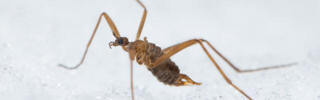 This Winter Fly Is Doing Something Scientists Didn’t Think Was Possible