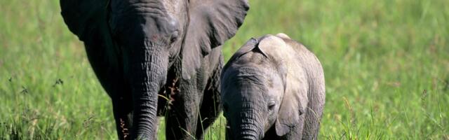 Elephants are more like humans than we realized