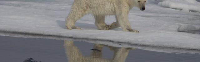 Climate change is rewriting polar bear DNA