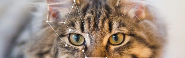 PetRescue launches AI feature to revolutionise pet profile writing