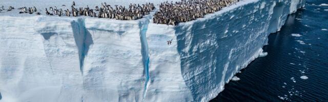 National Geographic unveiled its Pictures of the Year. Here are 7 of the most stunning wildlife photos.