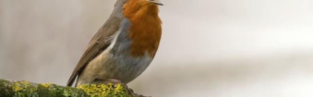 MessageBird goes for a smaller nest, lets go of almost a third of it staff