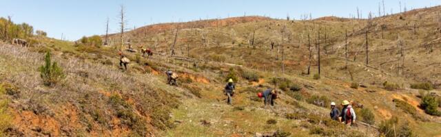 Tentree spinout Veritree announces $9.1-million CAD Series A to help companies manage nature restoration projects Tentree spinout Veritree announces $9.1-million CAD Series A to help companies manage nature restoration projects