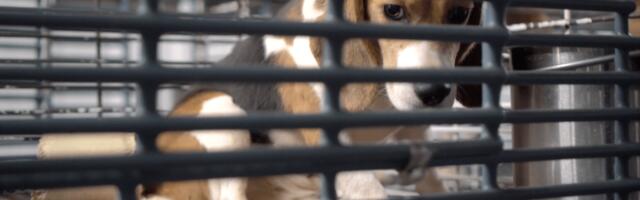 The secretive dog experimentation industry is crumbling
