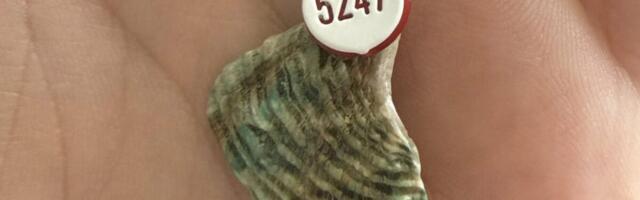 Shell Fragment Found Fitted With Strange Tag Sparks Internet Mystery