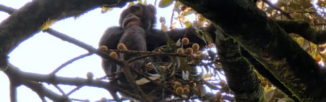 Boozy chimps fail urine test, confirm hotly debated theory