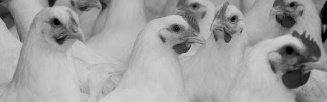 An undercover investigation reveals the deception of “humane”-certified farms