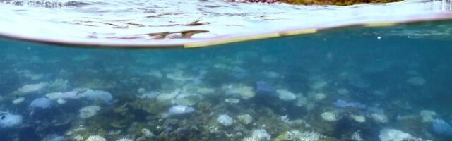 We Finally Know Why the Oceans Are on a Record Hot Streak