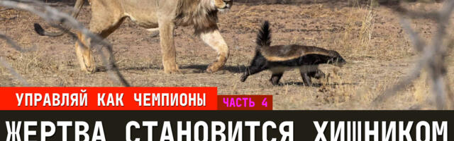 Лучшие практики для бизнеса из профессионального спорта. Часть 4: Жертва становится хищником