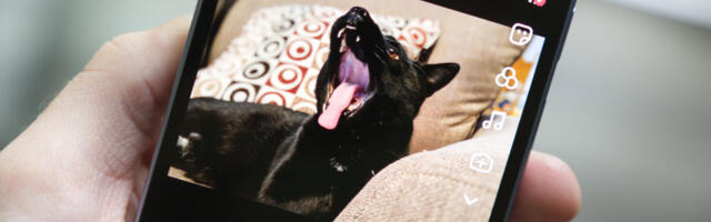 I used TikTok’s new AI photo tool and now my cat has two heads. Send help
