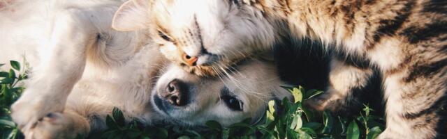 GetCovered and the Case for Clearer Pet Evaluation in Rental Housing