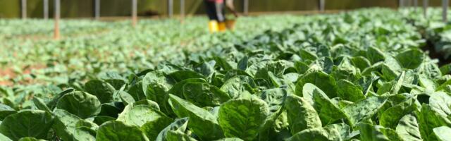 Pepsico’s Greenhouse Accelerator Program Call for Applications is Now Open